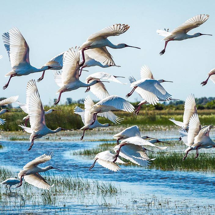 Wilderness Jacana Botswana Flock Of Storks