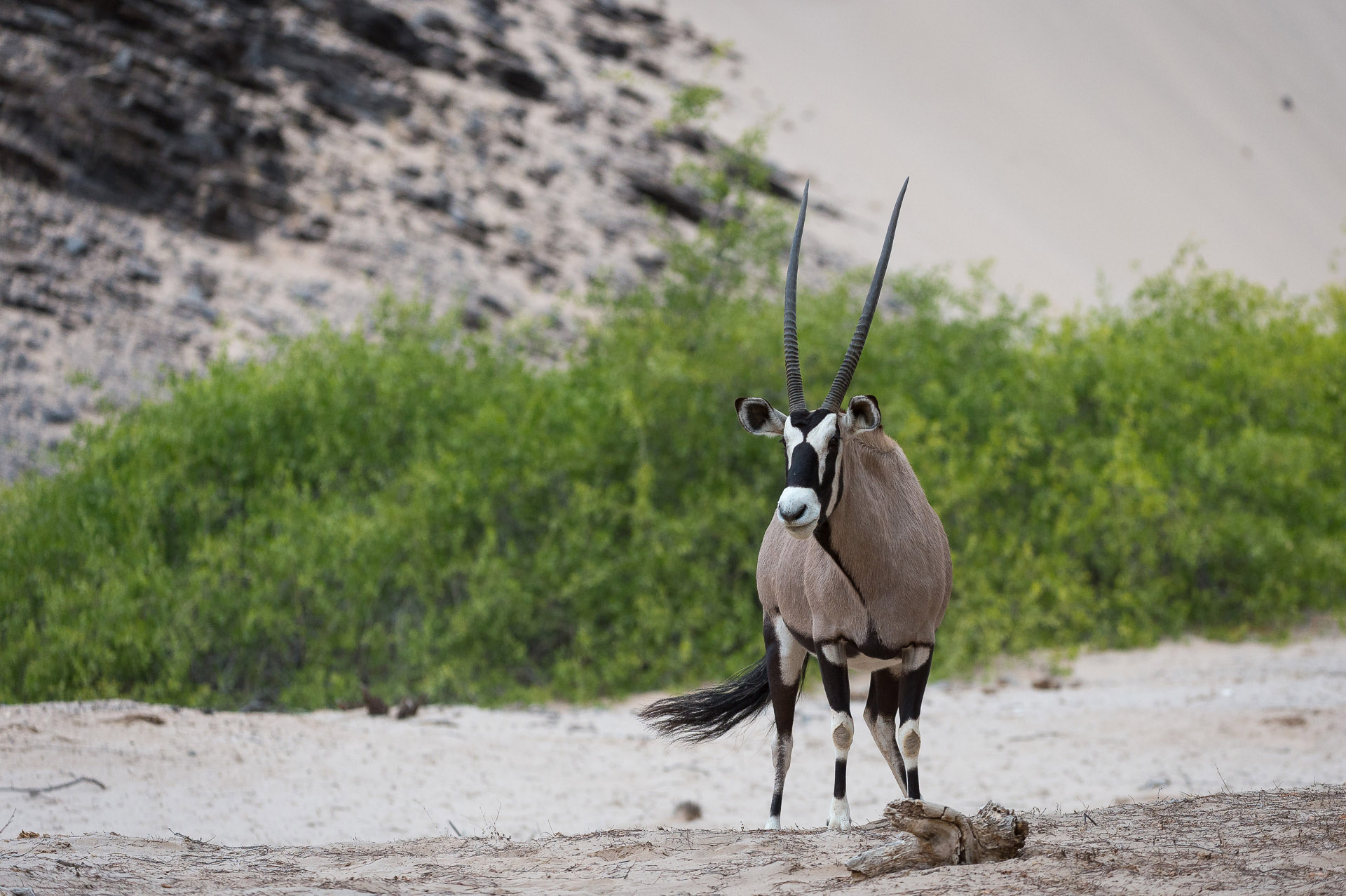 Hoanib Skeleton Coast Camp | Namibia Safari | Wilderness