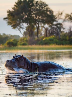 Wilderness Jacana Botswana Wildlife Hippo